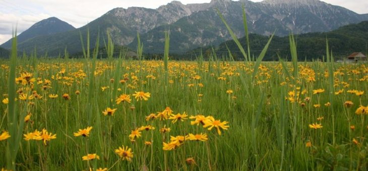 Besserer Schutz für gefährdete Wildpflanzen