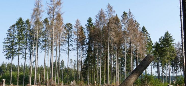 Landesforsten ziehen erste Zwischenbilanz nach Extremsommer