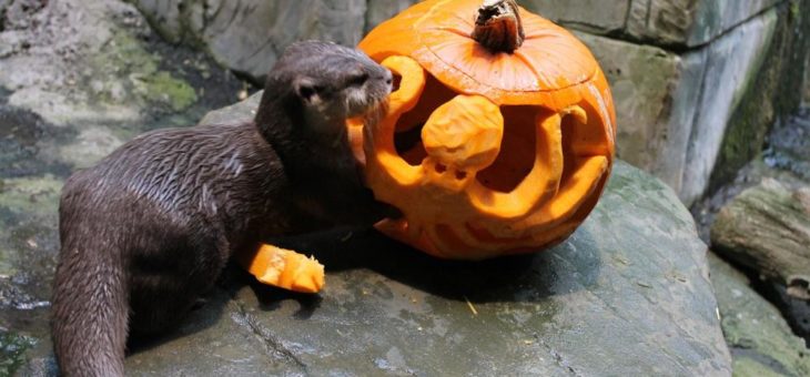 Halloween im SEA LIFE Timmendorfer Strand