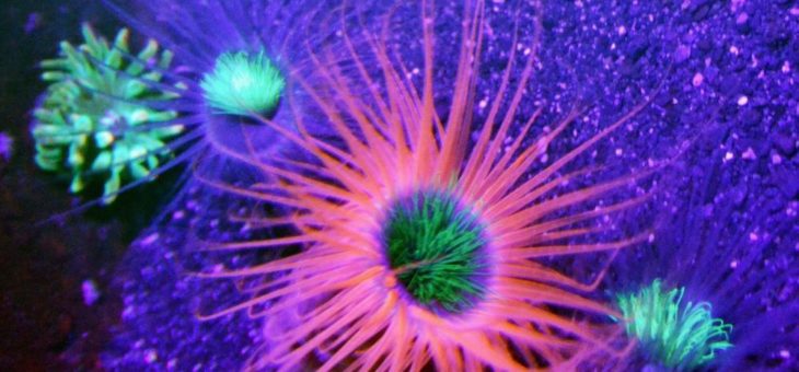 Unter Wasser: Fluoreszenz als natürliche Sonnencreme?