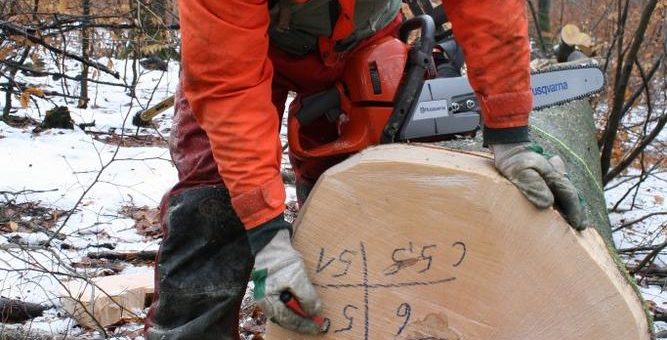 Laufende Einschlagssaison soll leergefegte Laubholz-Lager füllen
