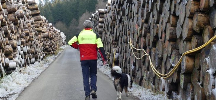 Eisschicht schützt Baumstämme vor Borkenkäfern