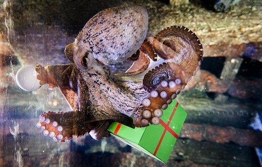 Adventskalender für die Meeresbewohner im SEA LIFE Konstanz