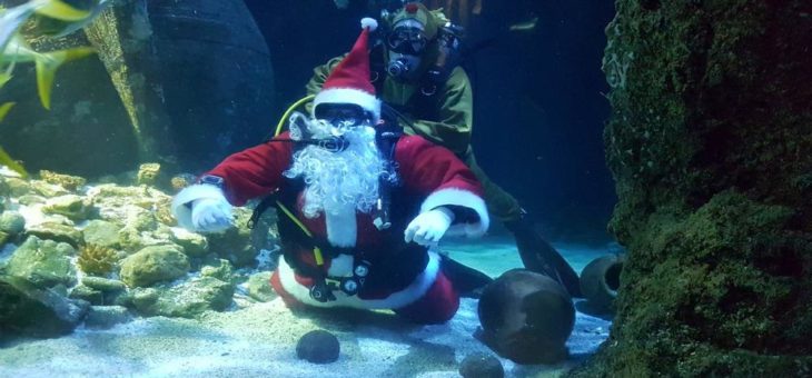 Advent, Advent –  Tropische Weihnachten im SEA LIFE Oberhausen