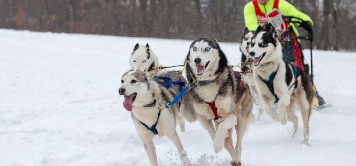38 Jahre Schlittenhunderennen  in Clausthal-Zellerfeld