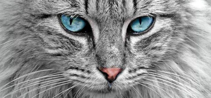 Katzen würden Cat-Domains registrieren….