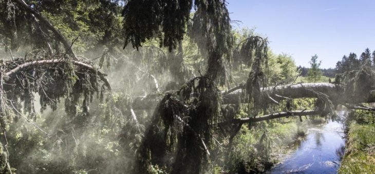 Niedersächsische Landesforsten ziehen Jahres-Bilanz nach Sturm Friederike und Dürresommer