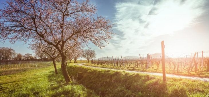 Mandelblüte an der Deutschen Weinstraße – das rosa Lächeln der Natur