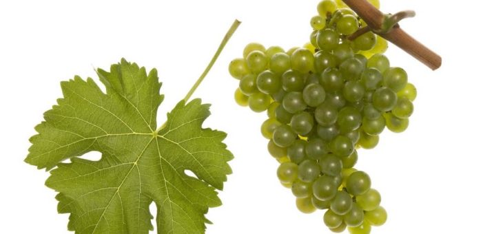 Der »Spaßwein« findet immer mehr Liebhaber