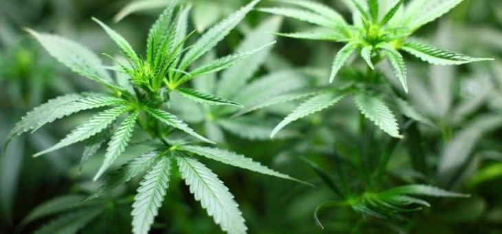 Smarter Neueinsteiger im Boom-Markt medizinisches Cannabis