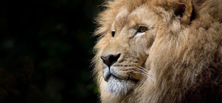 Africa-Domain – die Domain für einen Kontinent im Aufbruch
