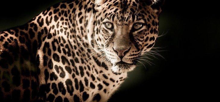 Mit Africa-Domains für Afrika-Reisen werben