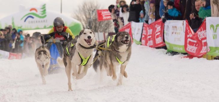 Oberharzer Schlittenhunderennen um eine Woche verschoben