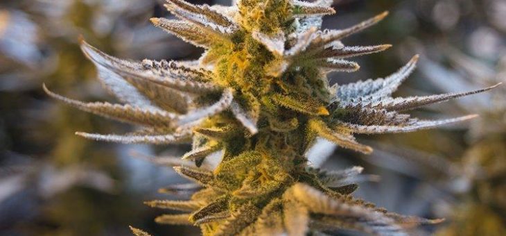 Chemesis sichert sich neuartige Cannabis-Extraktionsmethode!