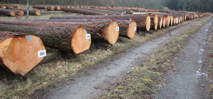 Hochwertiges Nadelholz sehr gefragt