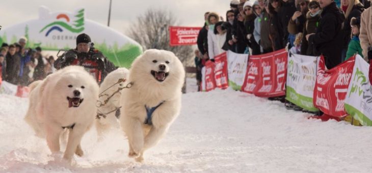 Leider zu milde Temperaturen – Oberharz Schlittenhunde Adventure fällt aus!