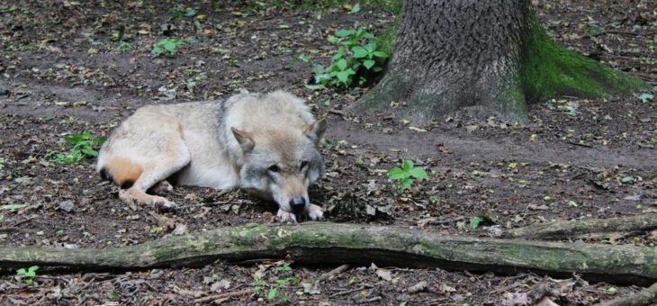 Wolfcenter Dörverden