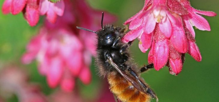 Katja Horneffer ist Schirmherrin für den Pflanzwettbewerb „Wir tun was für Bienen“