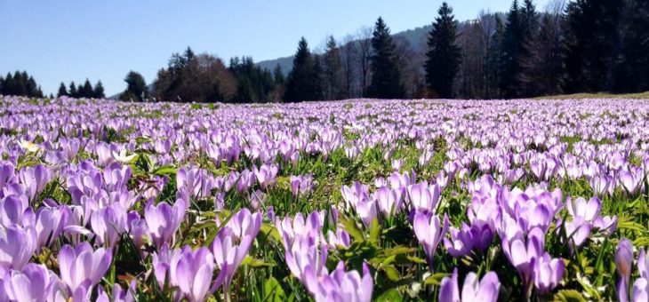 Bergfrühling in Oberstaufen im Allgäu