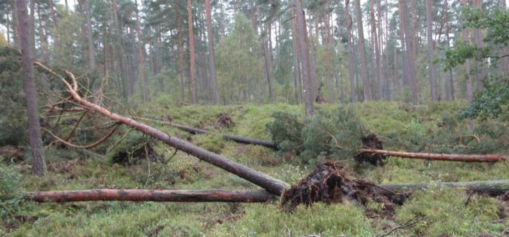 Sturmtief – Gefahr durch abbrechende Äste und umstürzende Bäume
