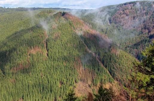 Förster stehen in den Startlöchern – Kampf gegen den Borkenkäfer beginnt