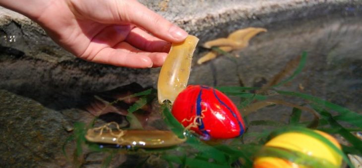 Nachwuchs im Ei: Seehasen sowie „Hai- und Rochen-Eier“ im SEA LIFE Konstanz