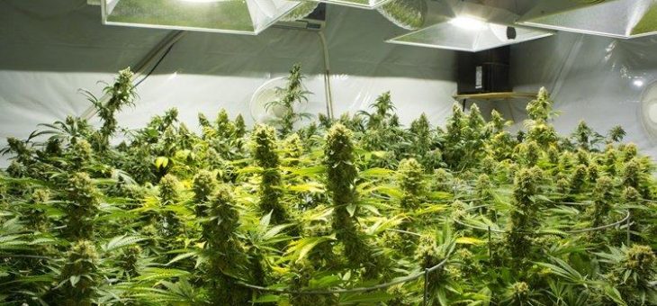 Chemistree Technology: Fortschritte in Kalifornien und Washington State
