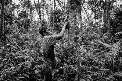 Eine Bilderreise durch Thailand und Indonesien soll das Bewusstsein für die Welt des Naturkautschuks fördern