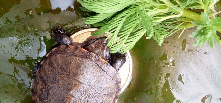 Schildkrötenbabys für Rheinland-Pfalz: Großer Zuchterfolg im SEA LIFE Speyer