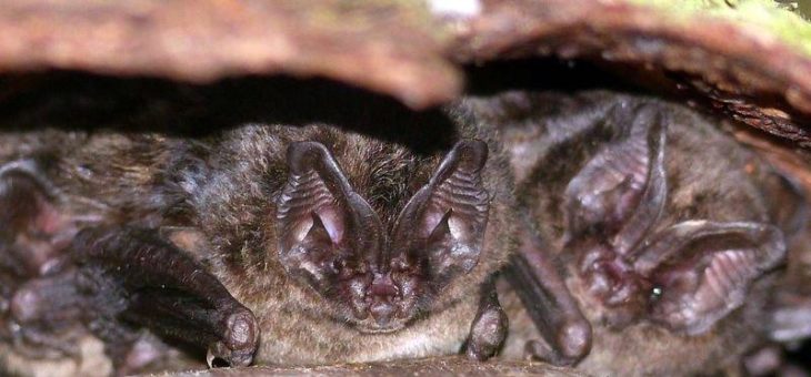 Neues Projekt zum Schutz der Mopsfledermaus