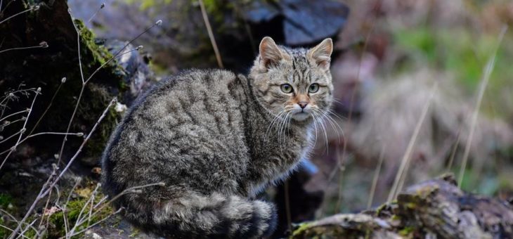 „Bike- und Naturerlebnispark“ Idarkopf bedroht Wildtiere und die Biologische Vielfalt!