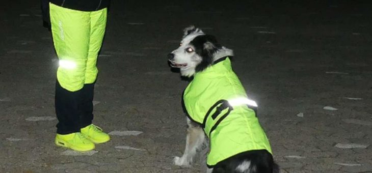 Glühwürmchen-Effekt für den Hund