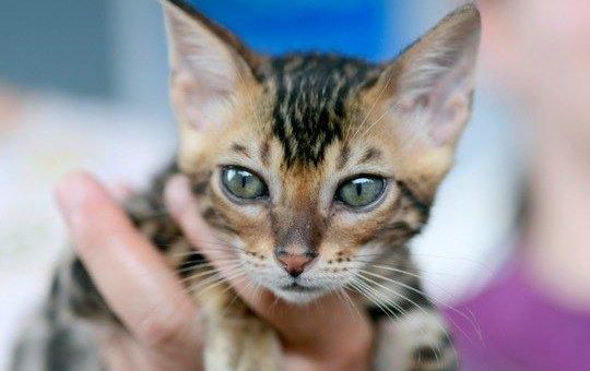 Das wird tierisch gut!