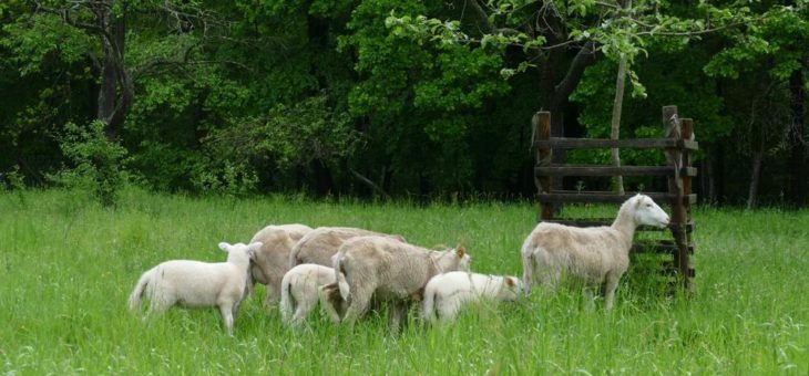 Zum Schafauftrieb auf die Streuobstwiese im Schimmerwald