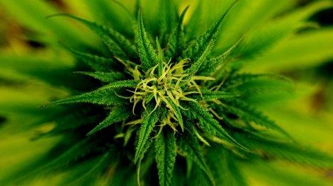 Kalifornien stimmt für Cannabisbanken