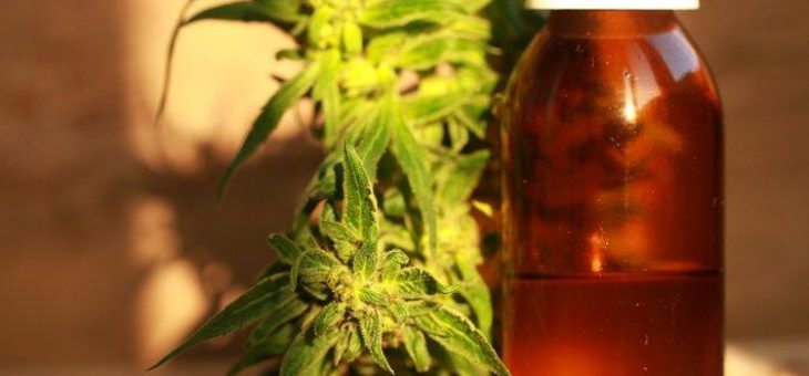 Berichtssaison für Cannabisfirmen läuft auf vollen Touren