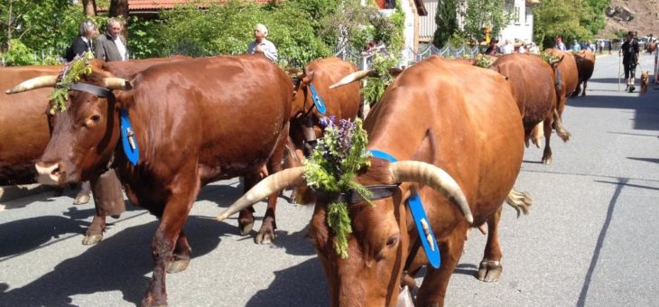 Traditionsreicher Viehaustrieb im Oberharz