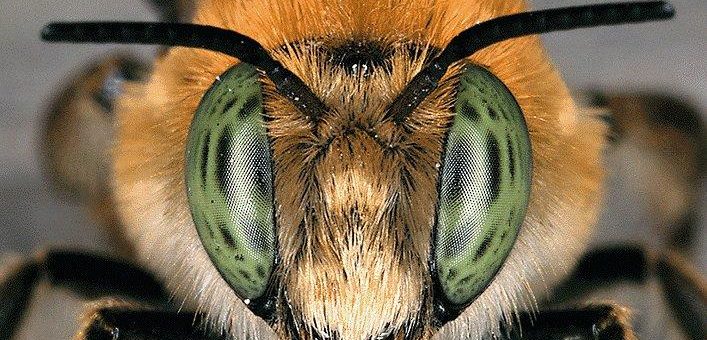Rückgang der Insektenvielfalt: Fakten, Folgen und Handlungserfordernisse