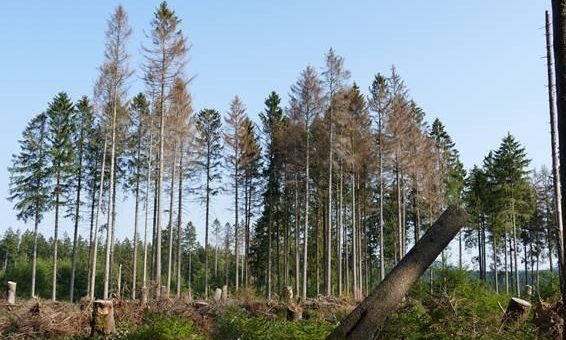 Borkenkäfer befallen Fichten am Wurmberg