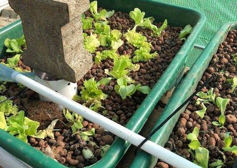 Frischer Fisch – frisches Gemüse – Aquaponic kann das auch in Deutschland mit Solar