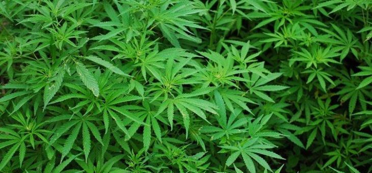 Analysten: Marihuana-Markt erreicht 2024 ein Volumen von 40 Mrd. USD