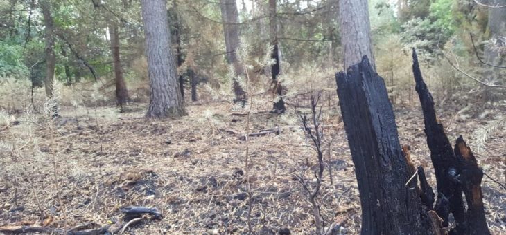 Waldbrandgefahr steigt