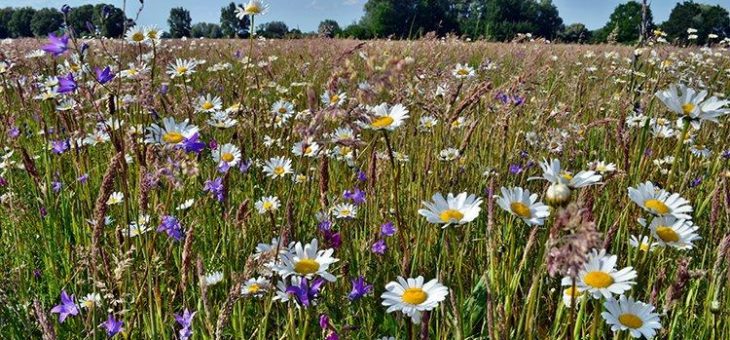 Rückkehr der Wildblumenwiesen in Schleswig-Holstein