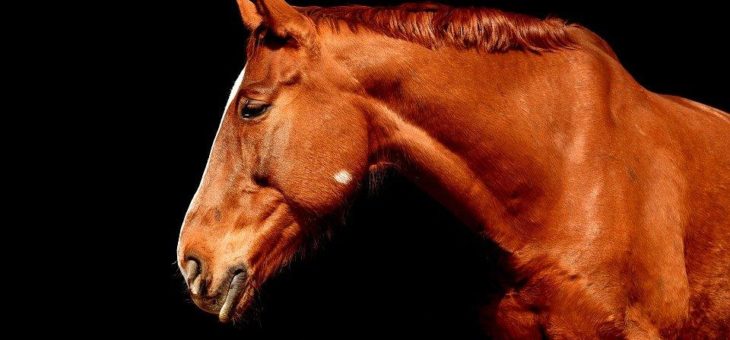 Für Pferdefreunde: Horse-Domains