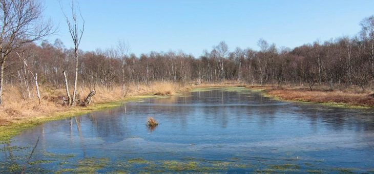 Moore: Renaturierungen für den Natur- und Klimaschutz