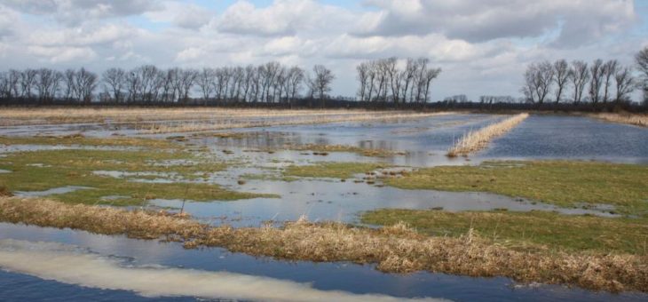 Drömling: vom Naturschutzgroßprojekt zum Biosphärenreservat