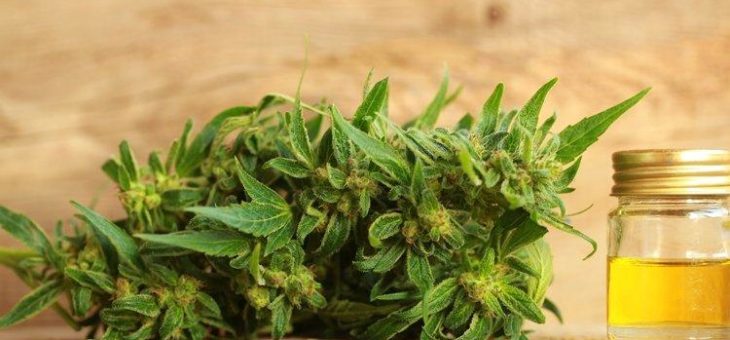 IntelGenx: Einführung des oralen Cannabis-Strips mit Tilray rückt näher