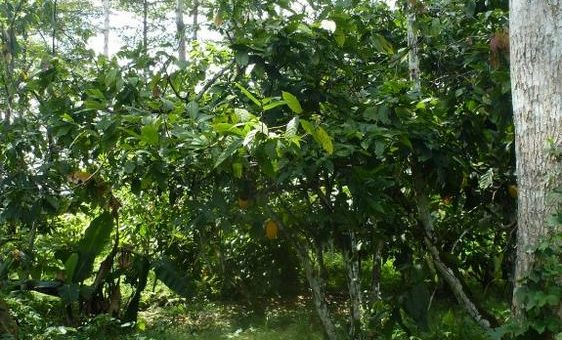 Kakaoanbau ohne Entwaldung