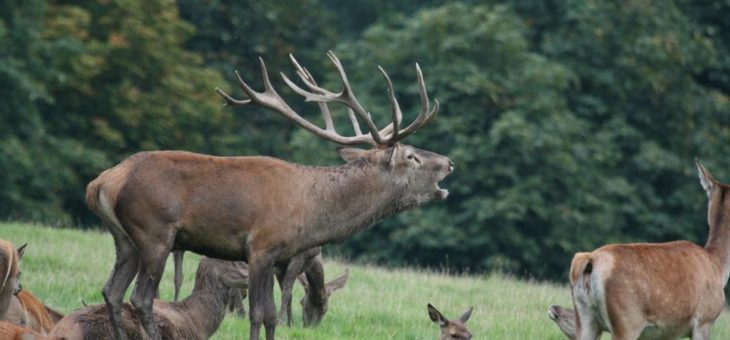 König der Wälder gewährt Audienz vom 20. bis 27. September