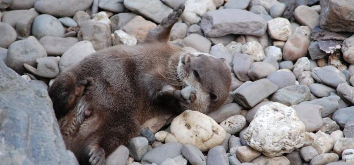 15 Jahre abgetaucht – SEA LIFE Oberhausen feiert Geburtstag